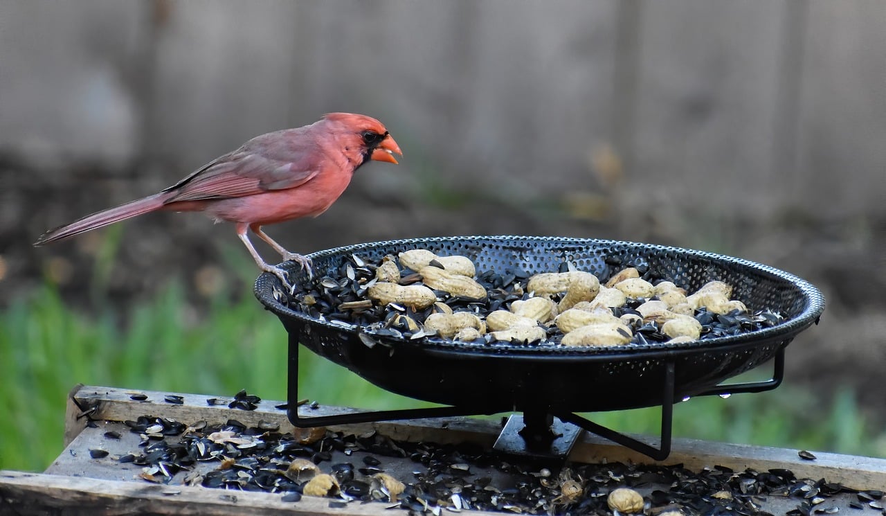 Creating a Wildlife-Friendly Backyard